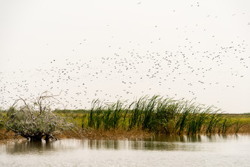 Dendrocygne veuf,.Dendrocygna viduata, White faced Whistling Duck