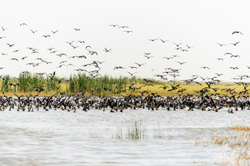 Dendrocygne veuf,.Dendrocygna viduata, White faced Whistling Duck