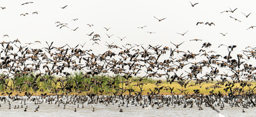 Dendrocygne veuf,.Dendrocygna viduata, White faced Whistling Duck