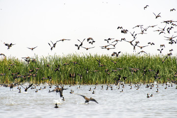 Dendrocygne veuf,.Dendrocygna viduata, White faced Whistling Duck