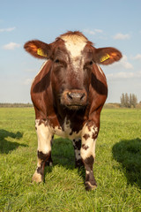 Sturdy brown and white cow standing in front on a green meadow under a pale blue sky.
