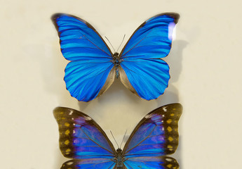 Butterfly Morpho Anaxibia under glass. Morpho butterfly anaxibia belongs to the family of morpho butterflies ; dwells under the canopy of tropical mountain forests of South-Eastern Brazil. 