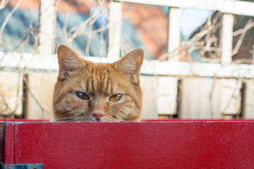 Head of ginger cat with yellow eyes behind the red board