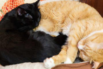 Black and red cat sleeping together on the floor.