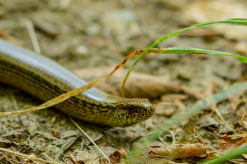 Blindschleiche