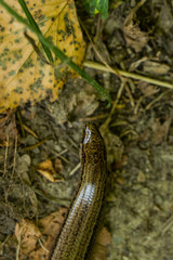 Blindschleiche