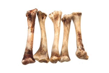 bone isolated on white background