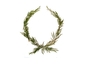 thuja isolated on white background