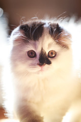 Fluffy white kitten, with hanging ears. Cute, beloved, beautiful kitten close-up. Portrait of a cat. Scottish fold. Kitty in a natural setting at home.