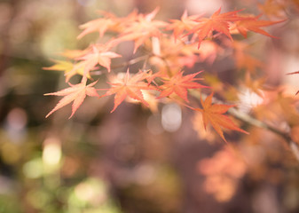 autumn（fall） leaves　autumnleaves 
