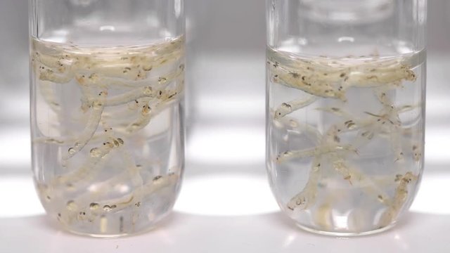 two test tubes with Chaoborus larvae
