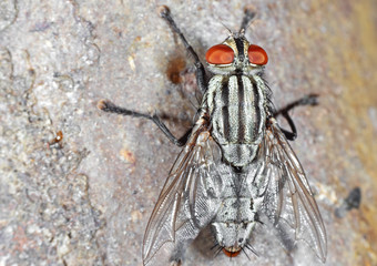 Macro Photo of Housefly Isolated on Background