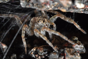 Macro Photo of Little Brown Spider with Spider Web Isolated on The Rock