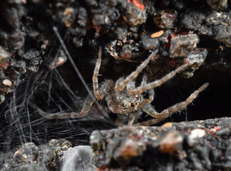 Macro Photo of Little Brown Spider with Spider Web Isolated on The Rock