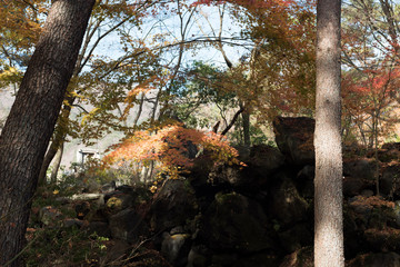 autumn（fall） leaves　autumnleaves 