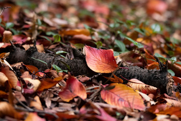Fallen red leaves on the ground in autumn tint.