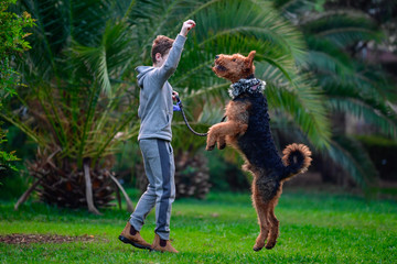 Airedale Terrier dog - puppy 11 month old.