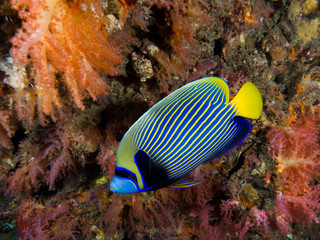 Fototapeta na wymiar Emperor angel fish on a coral reef