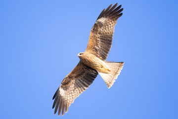 Black kite flies in the blue sky.