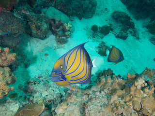 Obraz na płótnie Canvas Blue ringed angelfish