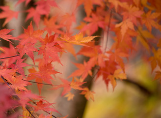 autumn（fall） leaves　autumnleaves 