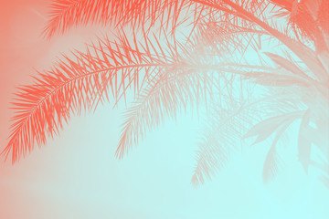 Palm leaves against the sunset. Summer tropical background toned in trendy colors of the year 2019....