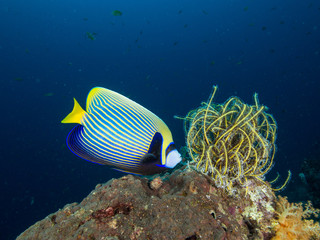 Fototapeta na wymiar Emperor angel fish and a feather star on a coral reef