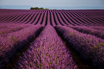 Fototapeta na wymiar Lavander in Provence