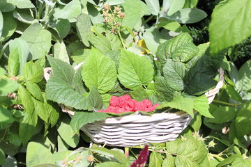 Himbeeren und Himbeerblätter