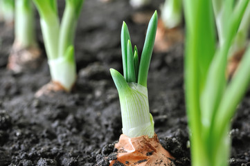 close-up of growing green onion in the vegetable garden