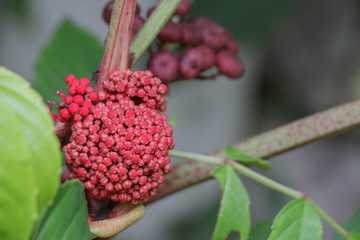 Bandicoot Berry at garden