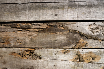 Old wood floor with wood termites