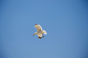 Gull. Seagull in flight against the blue sky.