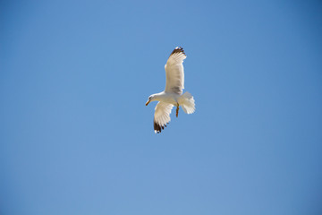 Gull. Seagull in flight against the blue sky.