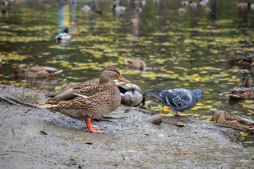 Mallard (Anas platyrhynchos) standing on the shore, female wild duck outside the water