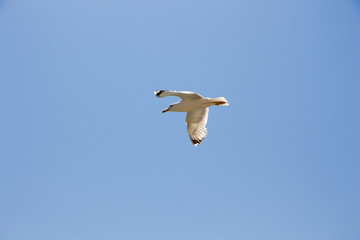Gull. Seagull in flight against the blue sky.