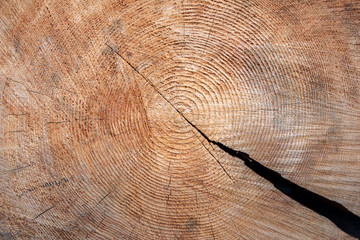 Fototapeta premium texture of wood