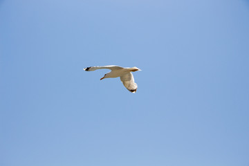 Gull. Seagull in flight against the blue sky.