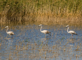 Van, Turkey - at the border with Iran, Van and its wonderful lake are splendid places to visit, with a stunning wildlife. Here in particular a colony of flamingos
