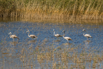 Van, Turkey - at the border with Iran, Van and its wonderful lake are splendid places to visit, with a stunning wildlife. Here in particular a colony of flamingos