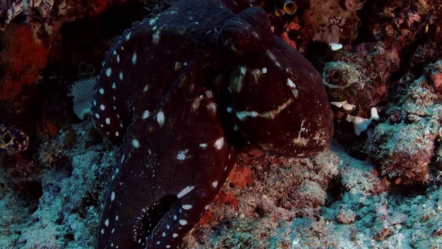 An octopus in the coral reef quickly changes his coloring Raja Ampat, Indonesia