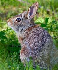 Cottontail Rabbit