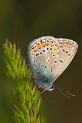 Butterfly Lycaenidae close-up