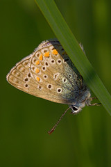 Fototapeta na wymiar Butterfly Lycaenidae close-up