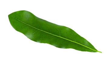 Green Macadamia leaves isolated on a white background