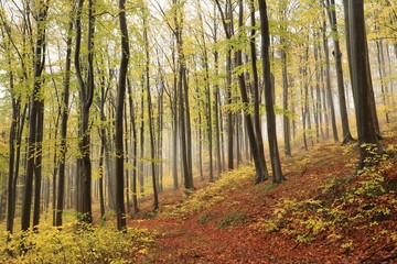 Path through an autumn beech forest
