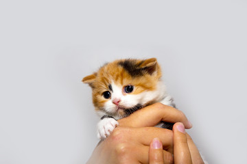 Fluffy kitten in the hands of man. Closeup portrait of a cat. The concept of pets and cats.