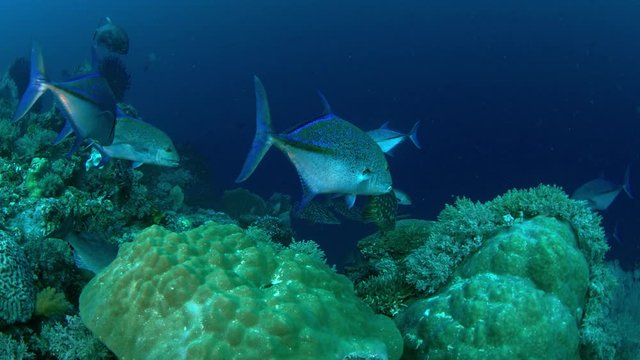 A school of fish from Longfin crevalle jack, Caranx fischeri, Bluefin trevally, Caranx melampygus and Longface emperor, Lethrinus olivaceus, hunting together in the coral reef, Raja Ampat, Indonesia