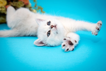 Playful white kitten on a blue background. British chinchilla. Portrait of a kitten for advertising.