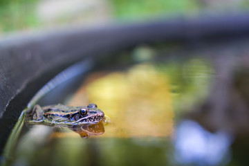 Tiny frog in bird bath